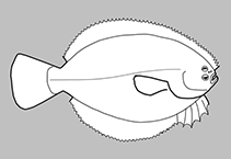 Image of Ammotretis brevipinnis (Shortfin flounder)
