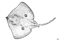 Image of Raja mauritaniensis (African ray)