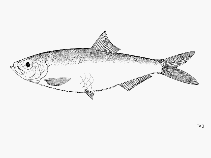 To FishBase images (<i>Ramnogaster arcuata</i>, by FAO)