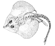 To FishBase images (<i>Raja bigelowi</i>, Canada, by Canadian Museum of Nature, Ottawa, Canada)