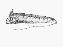 To FishBase images (<i>Radiicephalus elongatus</i>, South Africa, by SFSA)