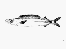 To FishBase images (<i>Rexea antefurcata</i>, by FAO)