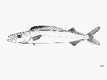 To FishBase images (<i>Rexea brevilineata</i>, by FAO)