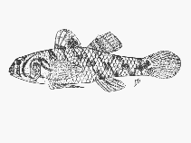 To FishBase images (<i>Redigobius dewaali</i>, South Africa, by SFSA)