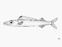 To FishBase images (<i>Rexichthys johnpaxtoni</i>, by FAO)