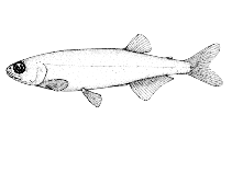 To FishBase images (<i>Retropinna semoni</i>, by McDowall, R.M.)