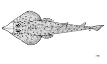 Image of Rhinobatos albomaculatus (Whitespotted guitarfish)