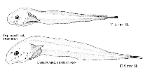 To FishBase images (<i>Rhinoliparis barbulifer</i>, by NOAA / NMFS)