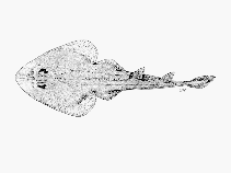 Image of Acroteriobatus blochii (Bluntnose guitarfish)