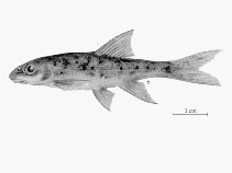 Image of Rhinichthys falcatus (Leopard dace)