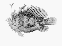To FishBase images (<i>Rhycherus filamentosus</i>, Australia, by CSIRO)