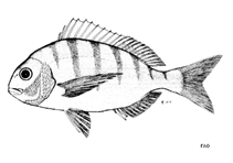 To FishBase images (<i>Rhabdosargus globiceps</i>, by FAO)