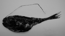To FishBase images (<i>Rhynchactis leptonema</i>, by Ho, H.-C.)