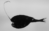 To FishBase images (<i>Rhynchactis macrothrix</i>, by Ho, H.-C.)