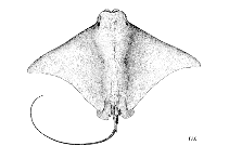 To FishBase images (<i>Rhinoptera marginata</i>, by FAO)