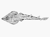 To FishBase images (<i>Rhinobatos ocellatus</i>, South Africa, by SFSA)