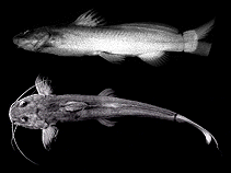 To FishBase images (<i>Rhamdia poeyi</i>, Brazil, by Johansson, G.G.)