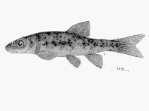 To FishBase images (<i>Rhinichthys umatilla</i>, Canada, by McPhail, D.)