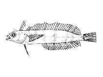 Image of Ribeiroclinus eigenmanni 