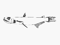 To FishBase images (<i>Rosenblattichthys hubbsi</i>, by SFSA)