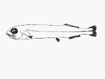 To FishBase images (<i>Rouleina squamilatera</i>, by SFSA)