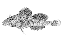 To FishBase images (<i>Ruscarius meanyi</i>, USA, by Hopkins Seaside Laboratory)