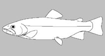 Image of Coregonus suidteri (Lake Sempach whitefish)