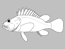 Image of Pontinus nematophthalmus (Spinythroat scorpionfish)