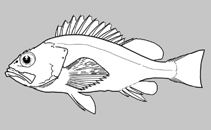 Image of Sebastes diaconus (Deacon rockfish)
