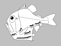 Image of Polyipnus clarus (Slope hatchetfish)