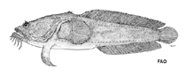 To FishBase images (<i>Sanopus astrifer</i>, by FAO)