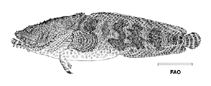 To FishBase images (<i>Sanopus barbatus</i>, by FAO)