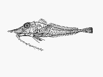 To FishBase images (<i>Satyrichthys investigatoris</i>, South Africa, by SFSA)