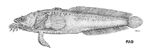To FishBase images (<i>Sanopus johnsoni</i>, by FAO)