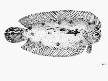 To FishBase images (<i>Samariscus longimanus</i>, Sri Lanka, by FAO)