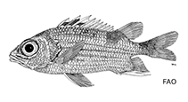 To FishBase images (<i>Sargocentron poco</i>, by FAO)