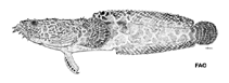 Image of Sanopus reticulatus (Reticulate toadfish)