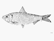 To FishBase images (<i>Sardinella richardsoni</i>, by FAO)