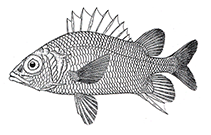 To FishBase images (<i>Sargocentron shimizui</i>, Indonesia, by Randall, J.E.)