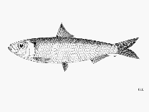 To FishBase images (<i>Sardinella sindensis</i>, by FAO)