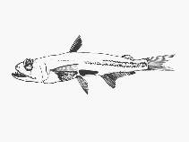 To FishBase images (<i>Scopelarchus analis</i>, by SFSA)