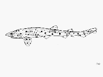 To FishBase images (<i>Scyliorhinus besnardi</i>, by FAO)
