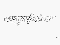 To FishBase images (<i>Scyliorhinus garmani</i>, by FAO)