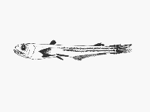 Image of Scopelarchus guentheri (Staring pearleye)