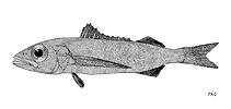 Image of Scombrolabrax heterolepis (Longfin escolar)