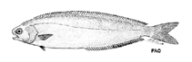 To FishBase images (<i>Schedophilus huttoni</i>, by FAO)