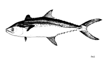 To FishBase images (<i>Scomberomorus koreanus</i>, by FAO)