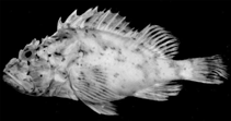 To FishBase images (<i>Scorpaena lacrimata</i>, Tahiti, by Randall, J.E.)
