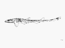 To FishBase images (<i>Schroederichthys maculatus</i>, by FAO)