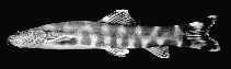 Image of Schistura maculiceps 